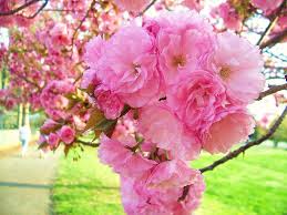 Maybe you would like to learn more about one of these? Cheap Weeping Cherry Trees Find Weeping Cherry Trees Deals On Line At Alibaba Com