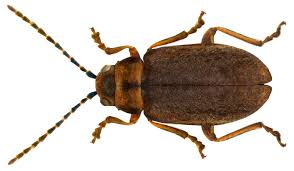 Image result for Pycreus fibrillosus