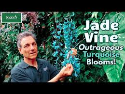 Image result for Strongylodon macrobotrys