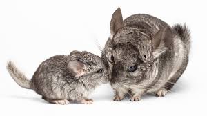 life stages of chinchillas