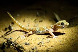 Image result for Alectra picta