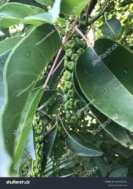 Image result for Phytolacca dioica