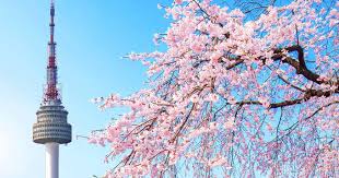 Tumbuhan menjalar ini bisa dijadikan sebagai tanaman hias gantung karena warna bunga yang cerah mulai dari kuning, oranye. Lokasi Terbaik Untuk Melihat Bunga Sakura Di Korea Selatan 2019 Klook Blog