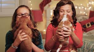 Learn if an xmas puppy is right for your next gift. Watch Project Puppies For Christmas Prime Video