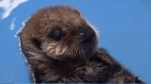 The vancouver aquarium is a public aquarium located in stanley park in vancouver, british columbia, canada. New Face Masks Feature Rescued Baby Otter Whose Livestream Has Gone Viral Ctv News