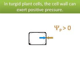 We did not find results for: Water Potential Problems Water Potential Water Potential Of