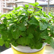 Peppermint (mentha piperita) is a hardy perennial herb that is a hybrid of watermint and spearmint. Promotion Aromatic Plant Bonsai Perfume Mint Balcony Potted Herb Mint Flores Diy Home Garden 200 Pieces Bag 2brhpx Buy At The Price Of 0 30 In Aliexpress Com Imall Com