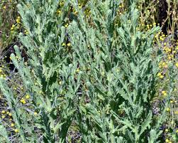 Image result for Eschenbachia