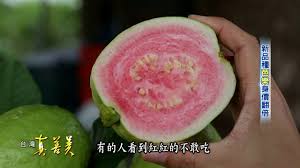 新品種 芭樂 身價翻倍 good things radish best