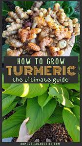 How To Grow Turmeric In Containers In Any Zone Homestead And Chill Grow Turmeric Growing Herbs In Pots Growing Vegetables