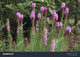 Image result for Callilepis laureola
