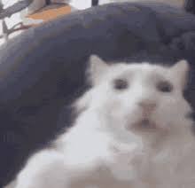 Cat Going Crazy Gifs Tenor
