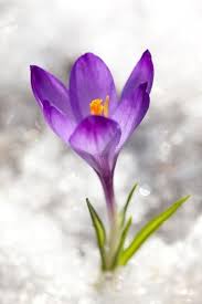 Pin Von Mary Coln Auf Flores En Invierno Blumenbilder Wie Man Blumen Malt Fotos Blumen