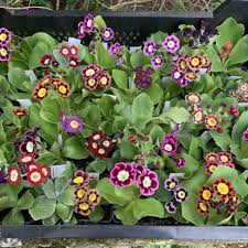 Image result for Primula x pubescens
