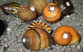Nerite Snail Eggs Care Algae Eating Tips And Lifespan All About Nerite Snails Goodmorning Algae Snail Eat