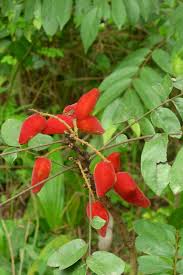 Image result for Trichoscypha lucens