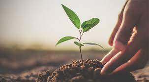 Ve ağaç dikme konusunda önemine vurgu yapılmakt. Fidan Dikmek Isteyenlerin Mutlaka Bilmesi Gereken Uyarilar