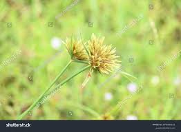 Image result for Pycreus