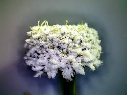 Image result for Basananthe sandersonii