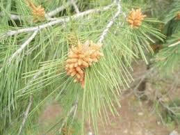 Les Fruits Bios Du Sud Les Bienfaits Du Pin D Alep Pin D Alep Fruit Bio Alep