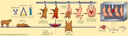 Meat Processing Livestock Slaughter Procedures Britannica