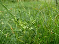 Image result for Cyperus rotundus