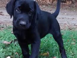 All puppies produced at piney creek are very well. Labrador Retriever Purebred Black Lab Puppy 9 Weeks Old For Sale In Rochelle Virginia Classified Americanlisted Com