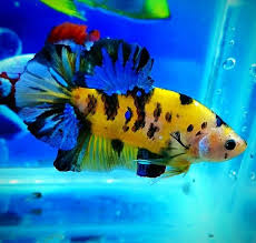 Yellow Galaxy Koi Betta Aquarium Pet Fish Betta
