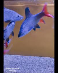 Image result for Cyphia richardsiae