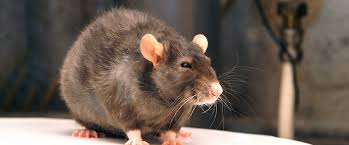 Maybe you would like to learn more about one of these? How To Get Rid Of Rats Diy Rat Control Guide