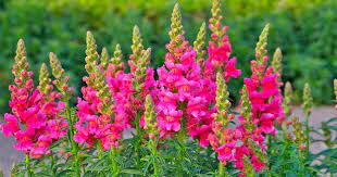 How To Grow Snapdragon Antirrhinum Majus Gardener S Path