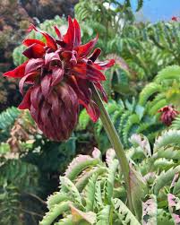 Image result for Melianthus major
