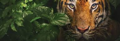 A tiger stuffed animal is fun, exciting, and exotic, providing your children with something truly fun for their big imaginations. Day Trip To Tiger Kingdom In Chiang Mai Book At Civitatis Com