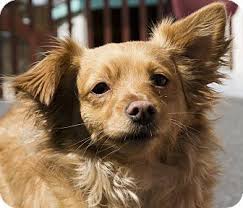 Puppyfinder.com is your source for finding an ideal puppy for sale near salem, oregon, usa area. Dartanian Adopted Dog Salem Or Pomeranian Dachshund Mix Dachshund Mix Dog Adoption Pets