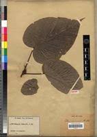 Image result for Cola lateritia