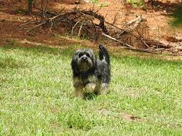 How Long Do Yorkie Poos Live Canna Pet