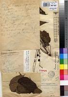 Image result for Dioscorea praehensilis