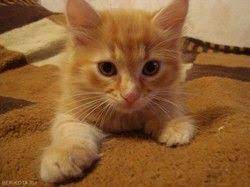 ryzhij pushistyj kotenok v dobrye ruki otdaem ryzhego pushistogo kotenka v horoshie dobrye ruki eto devochka ej 2 mesyaca den rozhdeniya 28 av cats animals favorite
