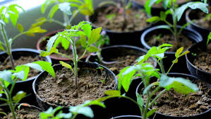 Die ideale pflanzzeit für tomaten | im mai, juni oder juli pflanzen? Wann Sollen Tomaten Pflanzen Werden Wie Man Tomaten Schritt Fur Schritt Anbaut