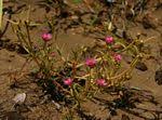 Image result for Portulaca kermesina