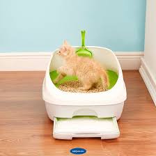 Hangi Kedi Kumu Daha Iyi En Iyi 10 Kedi Kumu