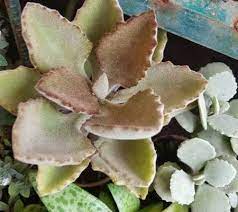 Kalanchoe Beharensis Felt Bush Care Kalanchoe Bush Plant Plant Care Plants