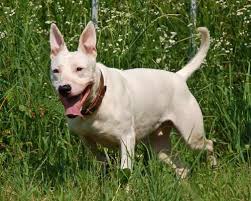 Maybe you would like to learn more about one of these? Bull Terrier Pitbull Mix Are They Something To Consider Bull Terrier Hq