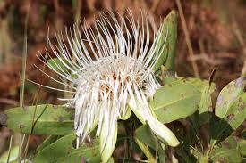 Image result for Protea angolensis