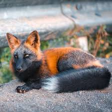 Black And Orange Fox Species Pin On Pretty Sure These Are Actually Pokemon