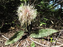 Image result for Sansevieria kirkii
