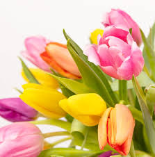 Fiori per augurare buon compleanno. Significato Dei Fiori Qual E Il Migliore Da Regalare Per La Festa Della Mamma Blog Colvin