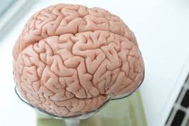 Image result for brains