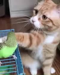 Bird Safe Cat Collar The Cat Won T Hurt Bird Video Cute Baby Animals Cats And Kittens Cute Cats And Kittens