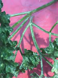 Image result for spider mites cucumber plants
